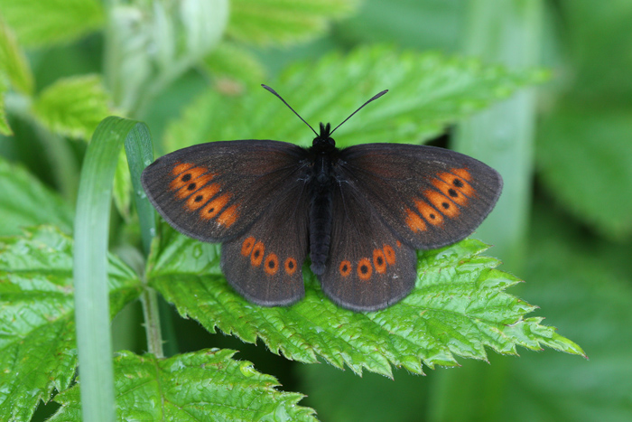 Erebia melampus?